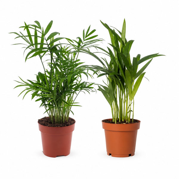 Dypsis lutescens und Chamadorea Duo (2 Stück) - 40cm im Kulturtopf