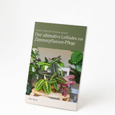 Calathea Insignis im Kingston-Glas - 30cm