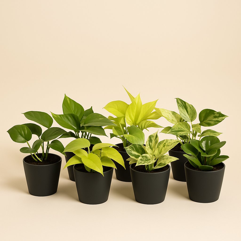 Epipremnum Mix (6 Stück) - 15cm