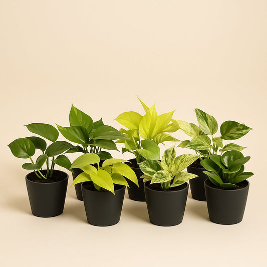 Epipremnum Mix (6 Stück) - 15cm