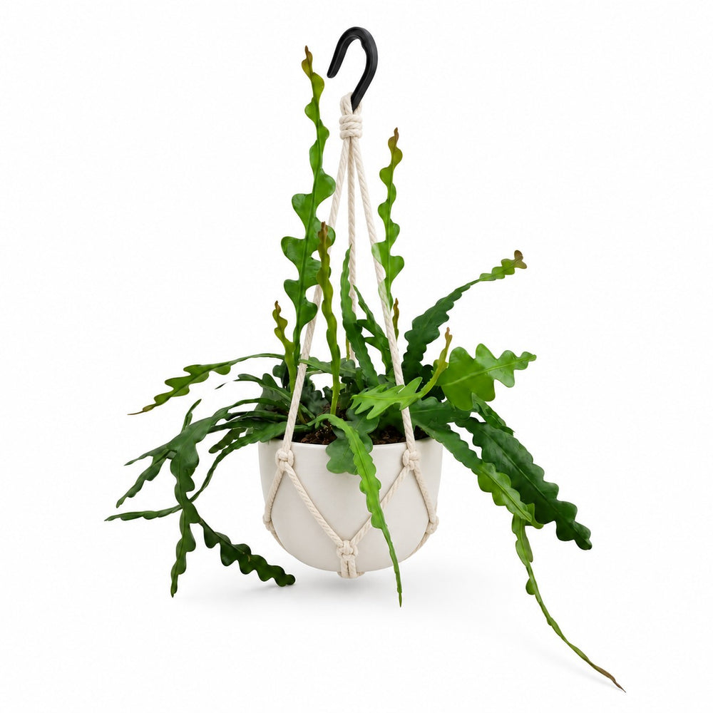 Epiphyllum Anguliger (35cm, Ø14cm), Stylingbeispiel im Übertopf (Übertopf nicht enthalten)