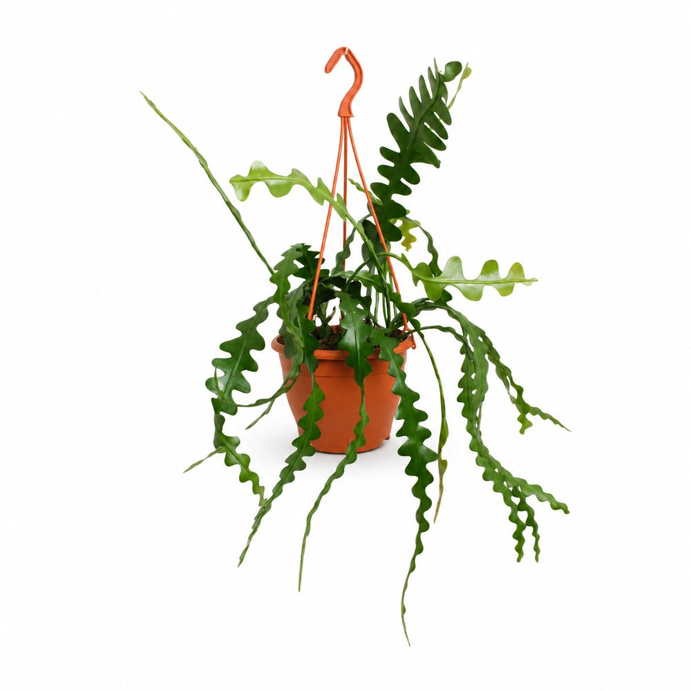 Epiphyllum Anguliger (35cm, Ø17cm) im Kulturtopf