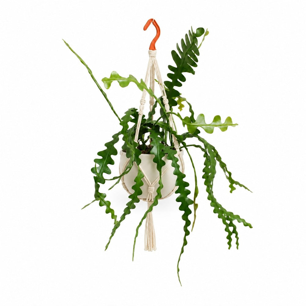 Epiphyllum Anguliger (35cm, Ø17cm), Stylingbeispiel im Übertopf (Übertopf nicht enthalten)