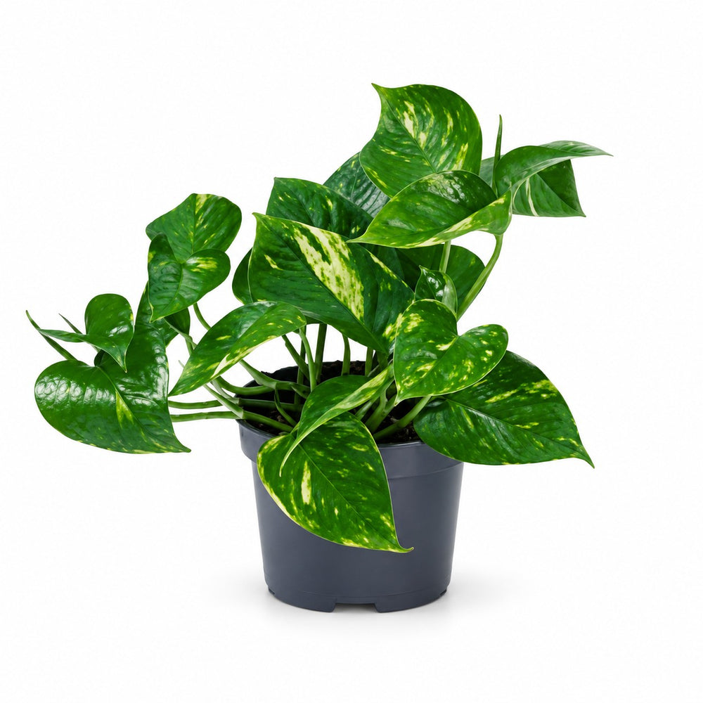 Epipremnum Aureum (20cm, Ø12cm) im Kulturtopf