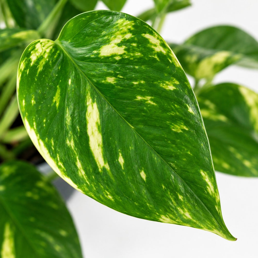 Epipremnum Aureum (20cm, Ø12cm), Nahaufnahme Blatt