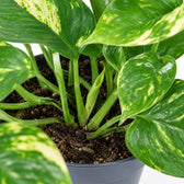Epipremnum Aureum (20cm, Ø12cm), Nahaufnahme Wuchs und Triebansatz