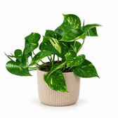 Epipremnum Aureum (20cm, Ø12cm), Stylingbeispiel im Übertopf (Übertopf nicht enthalten)