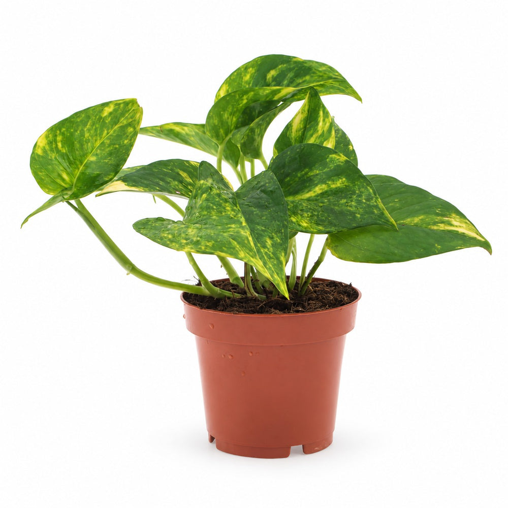 Epipremnum Aureum (25cm, Ø12cm) im Kulturtopf