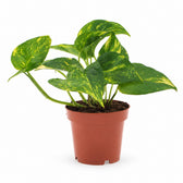 Epipremnum Aureum (25cm, Ø12cm) im Kulturtopf