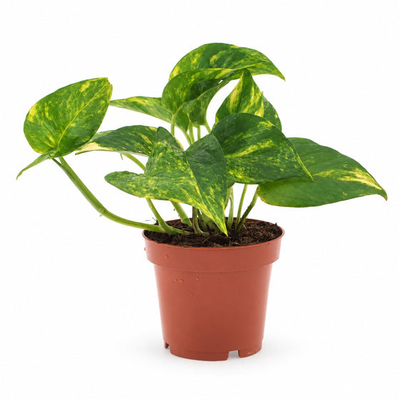 Epipremnum Aureum
