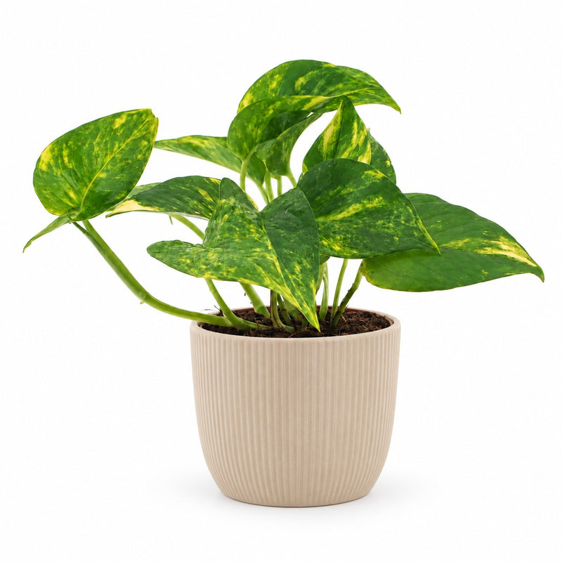 Epipremnum Aureum Detail
