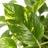 Epipremnum Aureum (25cm, Ø15cm), Nahaufnahme Blatt