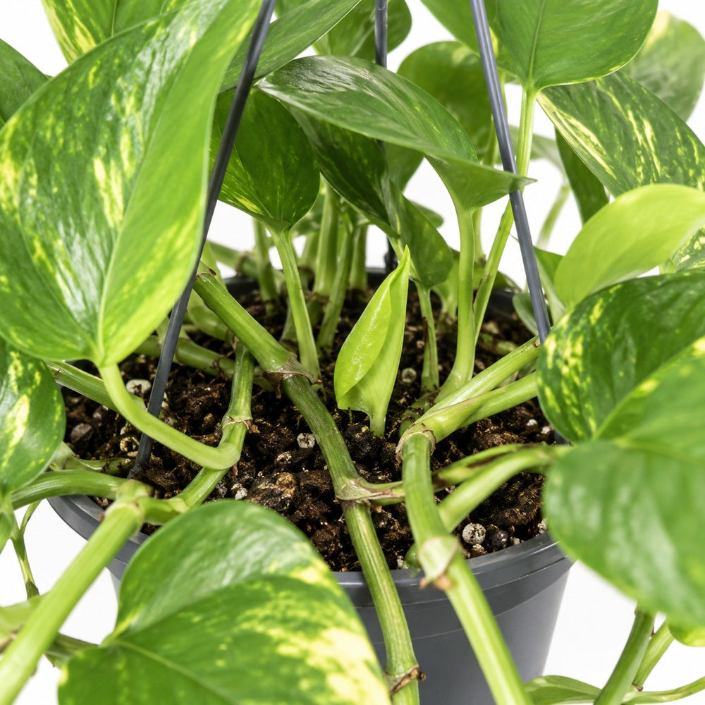 Epipremnum Aureum (25cm, Ø15cm), Nahaufnahme Wuchs und Triebansatz