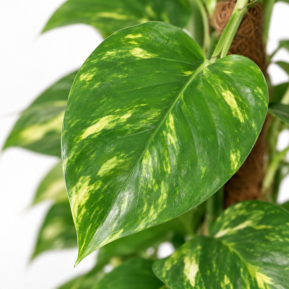 Epipremnum Aureum (60cm, Ø15cm), Nahaufnahme Blatt