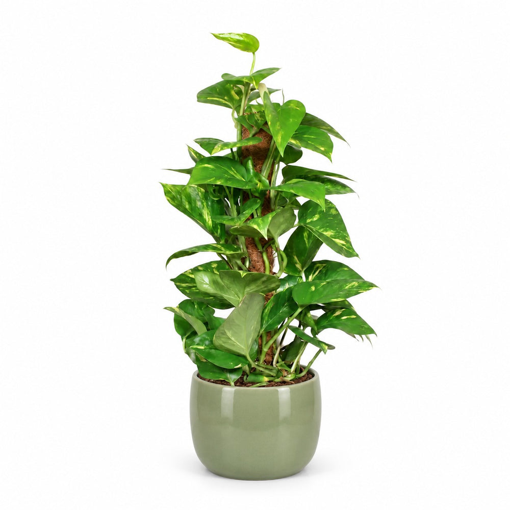 Epipremnum Aureum (60cm, Ø15cm), Stylingbeispiel im Übertopf (Übertopf nicht enthalten)