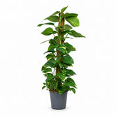 Epipremnum Aureum am Moosstab - 120cm im Kulturtopf