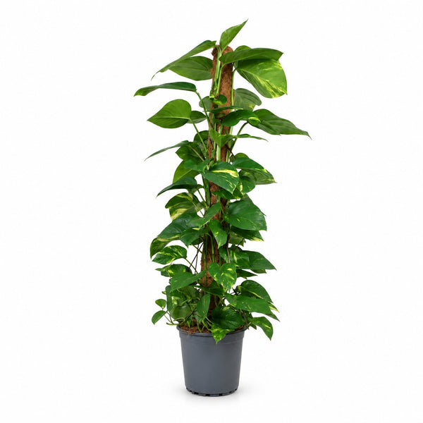 Epipremnum Aureum am Moosstab - 120cm im Kulturtopf
