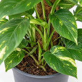 Epipremnum Aureum am Moosstab, Nahaufnahme Wuchs und Triebansatz