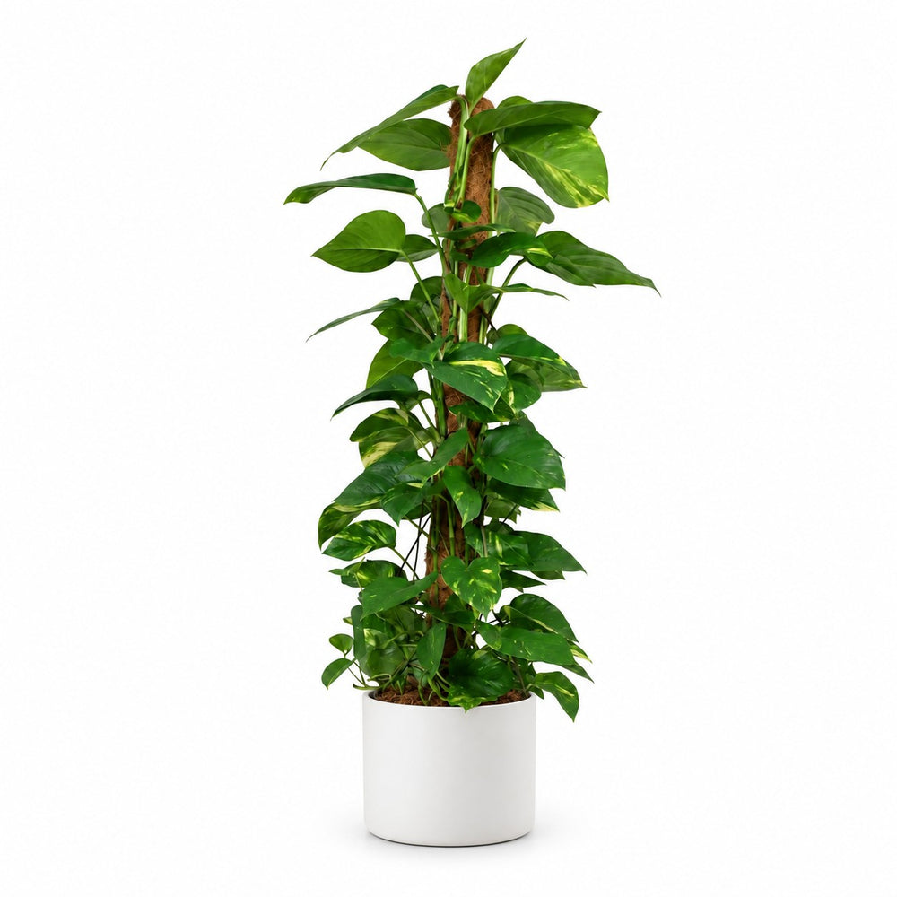 Epipremnum Aureum am Moosstab - 120cm, Stylingbeispiel im Übertopf (Übertopf nicht enthalten)