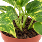 Epipremnum Aureum, Nahaufnahme Wuchs und Triebansatz