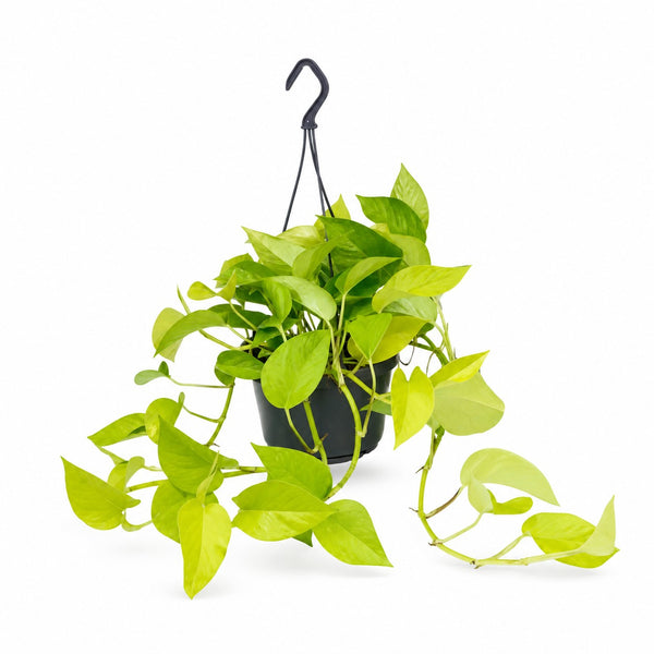 Epipremnum Golden Pothos (25cm, Ø15cm) im Kulturtopf