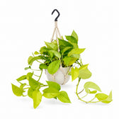 Epipremnum Golden Pothos (25cm, Ø15cm), Stylingbeispiel im Übertopf (Übertopf nicht enthalten)