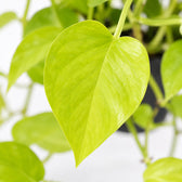 Epipremnum Golden Pothos, Nahaufnahme Blatt