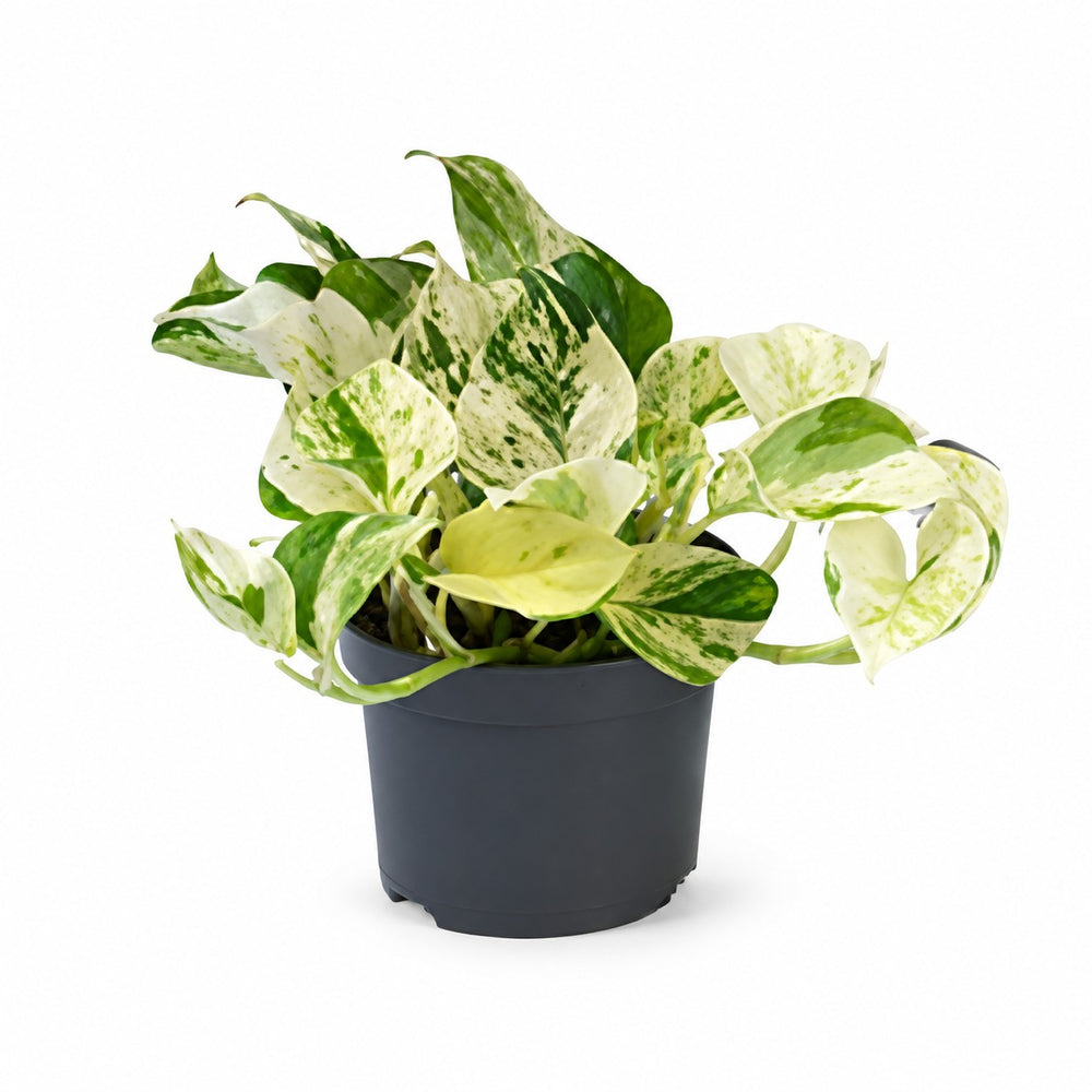 Epipremnum Happy Leaf (15cm, Ø12cm) im Kulturtopf