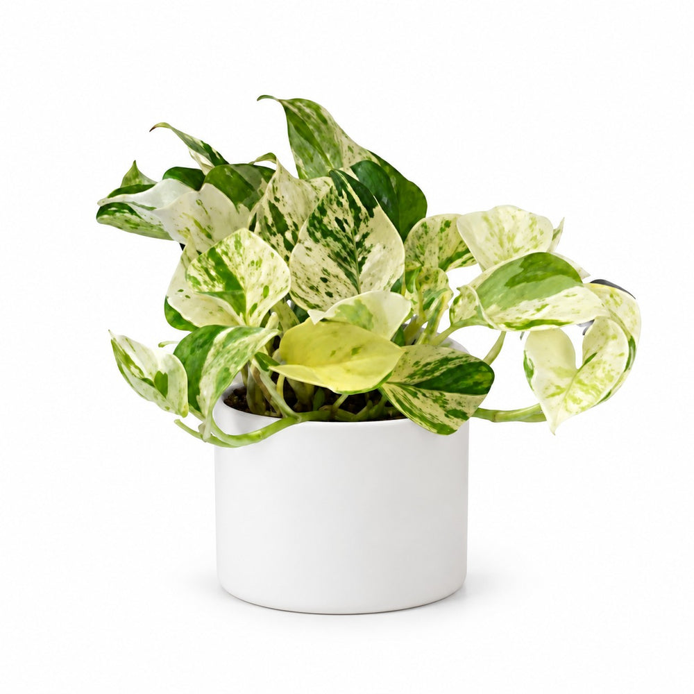 Epipremnum Happy Leaf (15cm, Ø12cm), Stylingbeispiel im Übertopf (Übertopf nicht enthalten)