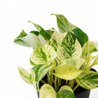 Epipremnum Happy Leaf 15cm im 12cm Topf Nahaufnahme