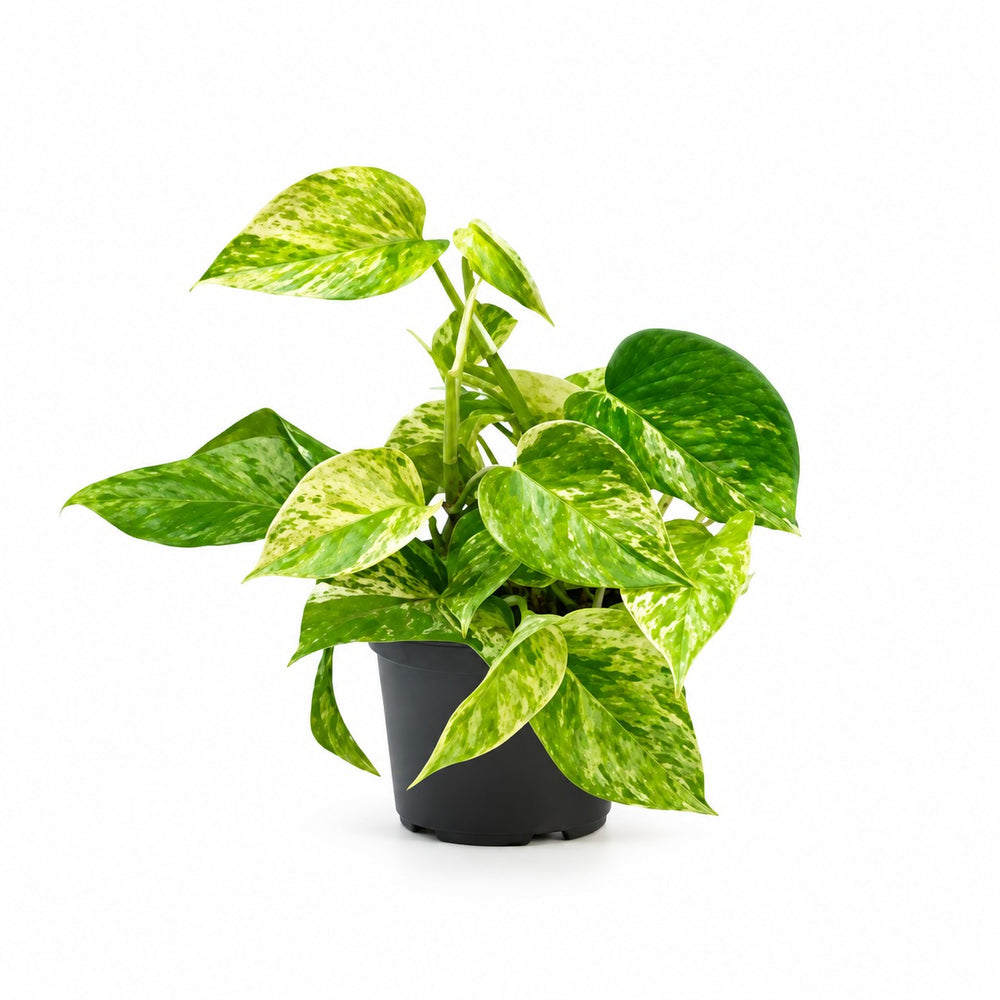 Epipremnum Marble Queen - 15cm im Kulturtopf