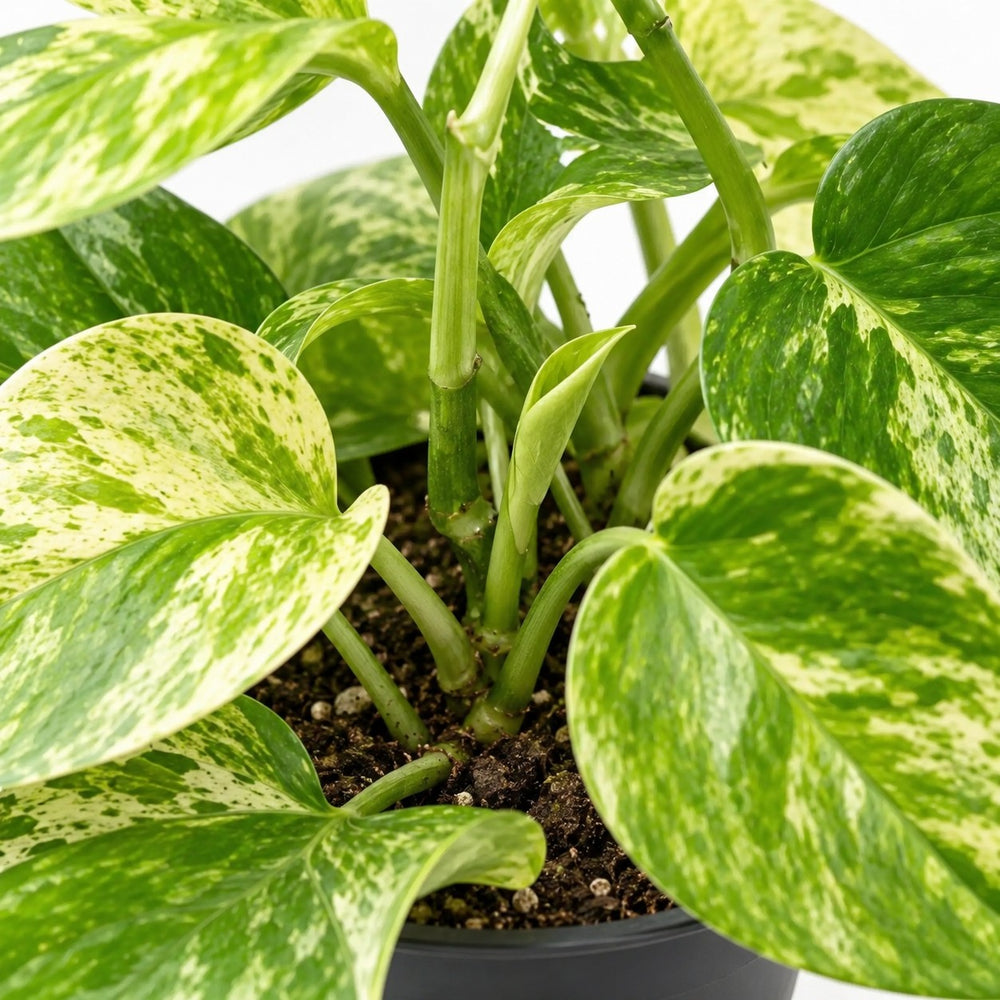 Epipremnum Marble Queen, Nahaufnahme Wuchs und Triebansatz