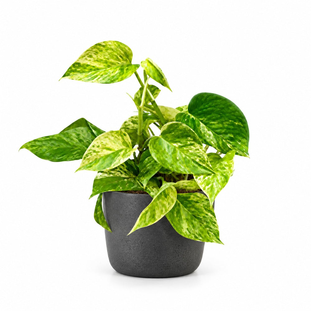 Epipremnum Marble Queen - 15cm, Stylingbeispiel im Übertopf (Übertopf nicht enthalten)