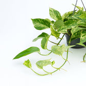 Epipremnum Marble Queen 25cm weitere Ansicht