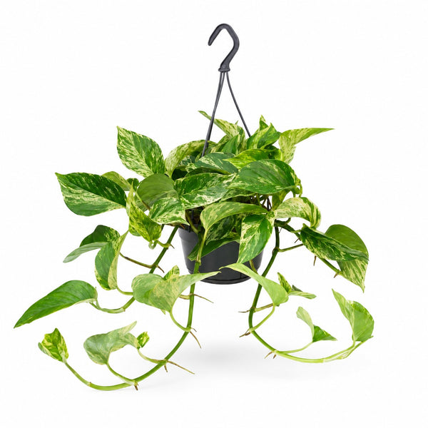 Epipremnum Marble Queen - 25cm im Kulturtopf