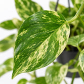 Epipremnum Marble Queen, Nahaufnahme Blatt