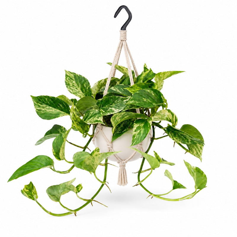 Epipremnum Marble Queen - 25cm Detail