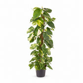 Epipremnum Pinnatum (120cm, Ø24cm) im Kulturtopf