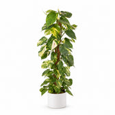 Epipremnum Pinnatum (120cm, Ø24cm), Stylingbeispiel im Übertopf (Übertopf nicht enthalten)