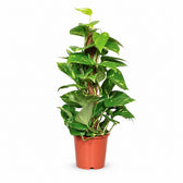 Epipremnum Pinnatum (60cm, Ø15cm) im Kulturtopf