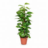 Epipremnum Pinnatum am Moosstab - 80cm im Kulturtopf