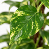 Epipremnum Pinnatum am Moosstab, Nahaufnahme Blatt