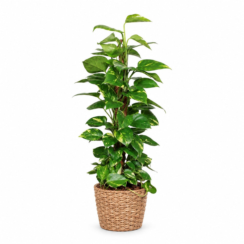 Epipremnum Pinnatum am Moosstab - 80cm, Stylingbeispiel im Übertopf (Übertopf nicht enthalten)