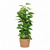 Epipremnum Pinnatum am Moosstab - 80cm, Stylingbeispiel im Übertopf (Übertopf nicht enthalten)