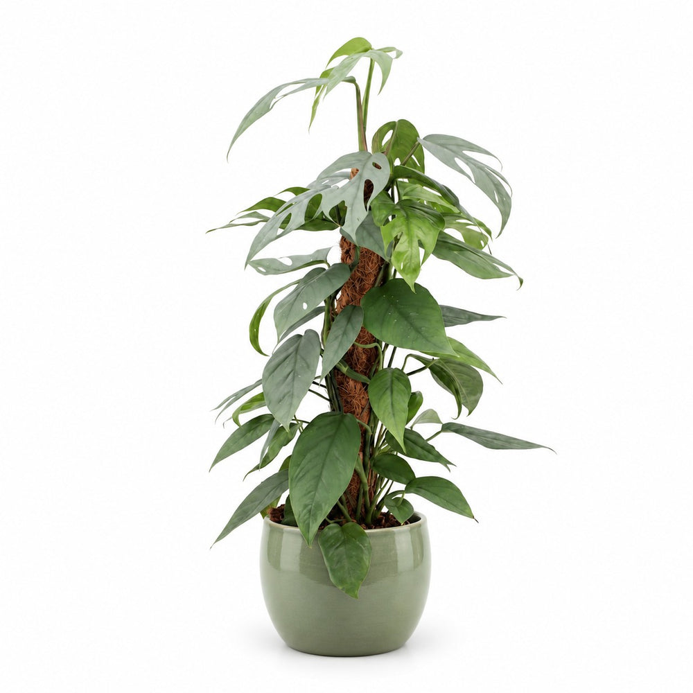 Epipremnum Pinnatum Cebu Blue (60cm, Ø17cm), Stylingbeispiel im Übertopf (Übertopf nicht enthalten)