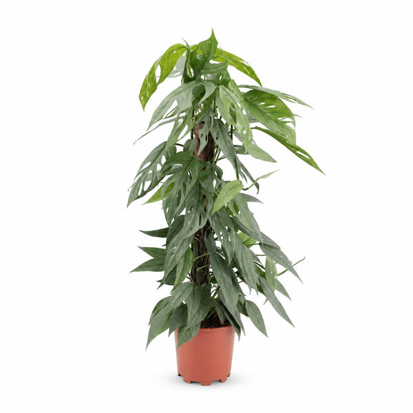 Epipremnum Pinnatum Cebu Blue (65cm, Ø17cm) im Kulturtopf