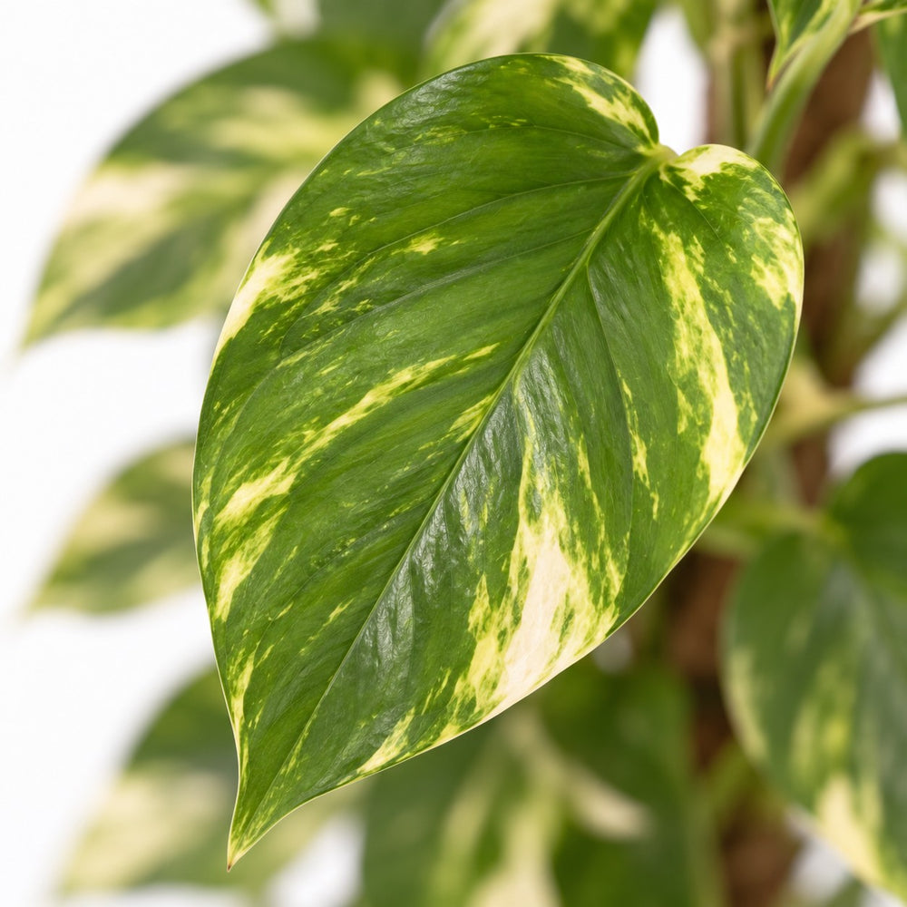 Epipremnum Pinnatum, Nahaufnahme Blatt