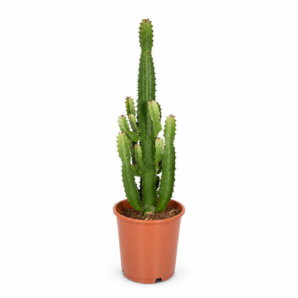 Euphorbia Acrurensis (60cm, Ø24cm) im Kulturtopf