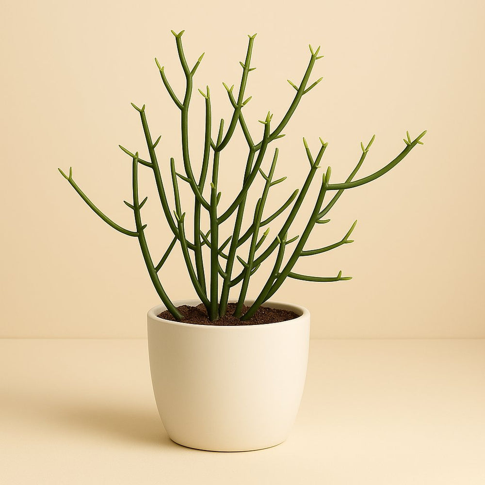 zimmerpflanze euphorbia Euphorbia Tirucalli