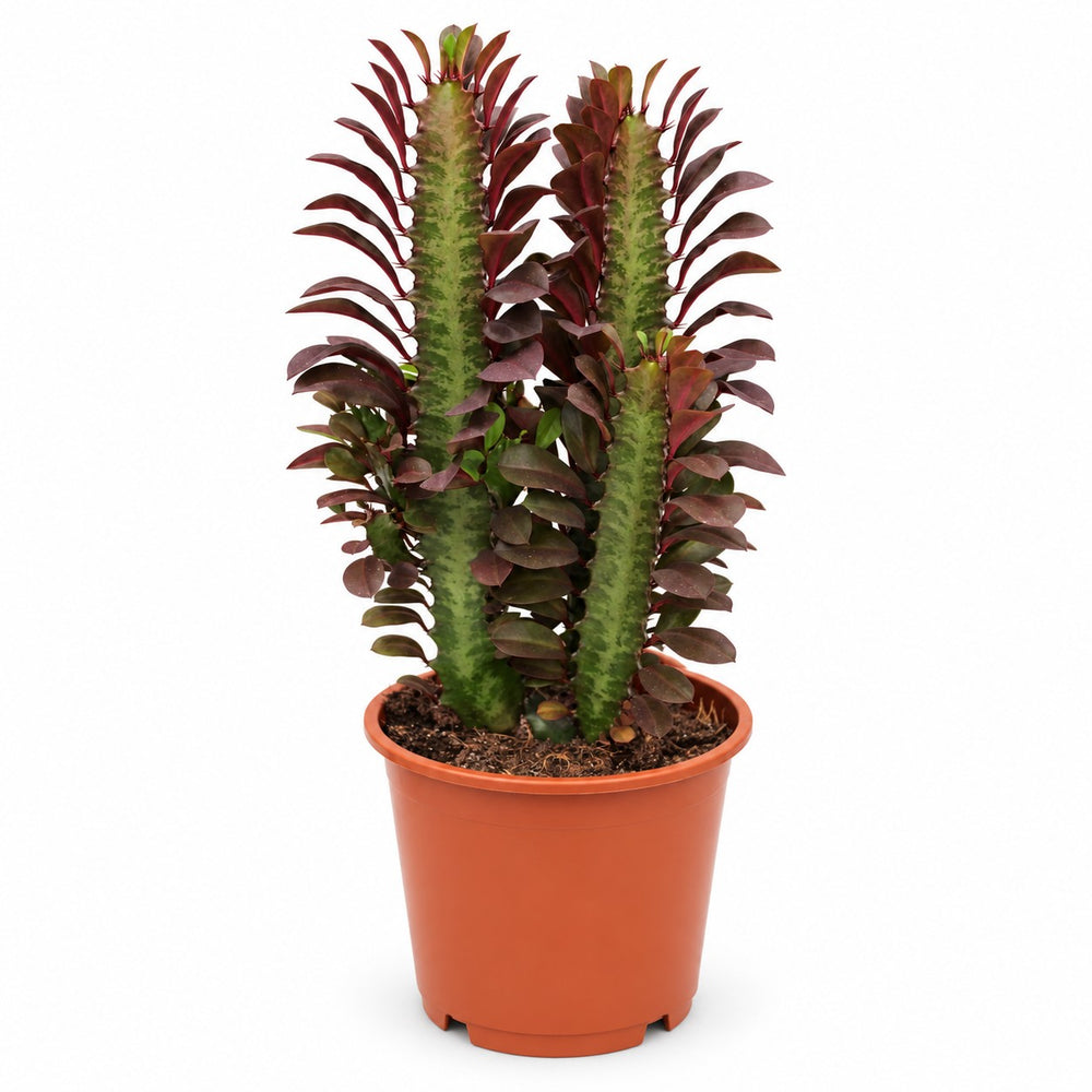 Euphorbia Trigona Rubra (40cm, Ø12cm) im Kulturtopf